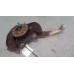 LEXUS IS250/IS250C LEFT FRONT HUB ASSEMBLY GSE20R, 2.5, PETROL, IS250/IS250C, 11