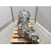 TOYOTA LANDCRUISER TRANS/GEARBOX 76/78/79 SERIES (MY07 UPDATE), MANUAL, DIESEL,